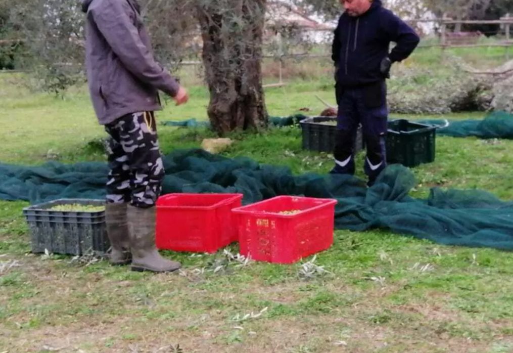 Vita, morte e miracoli del tartufo…del Penice