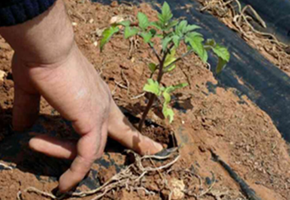 Agricoltura, la sostenibilità riporta in campo i giovani