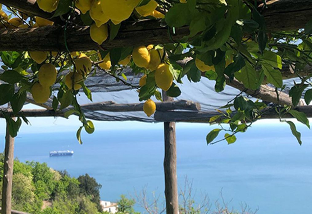 La raccolta dei limoni sulla Costiera Amalfitana