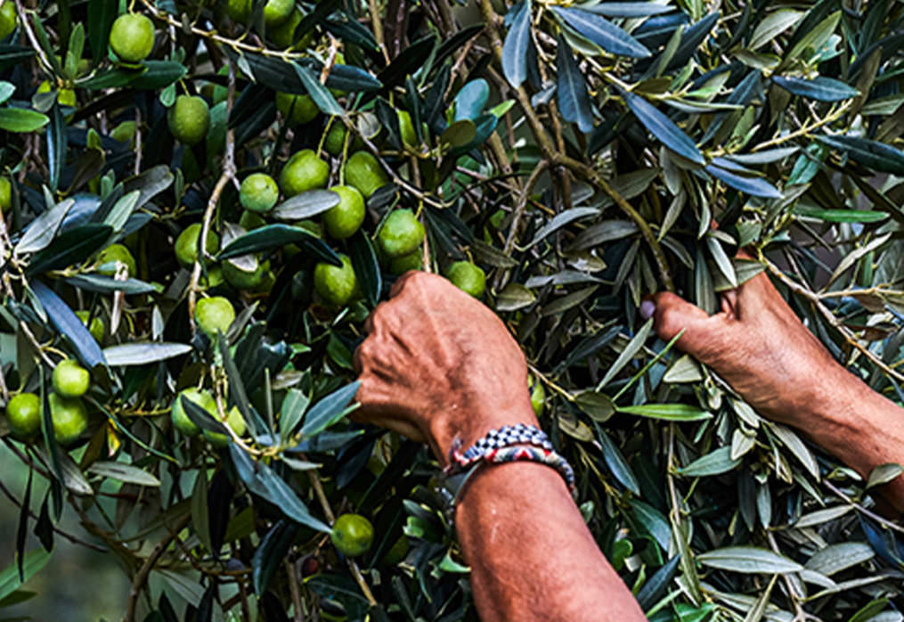 E’ arrivato l’Autunno: è tempo di Olio!