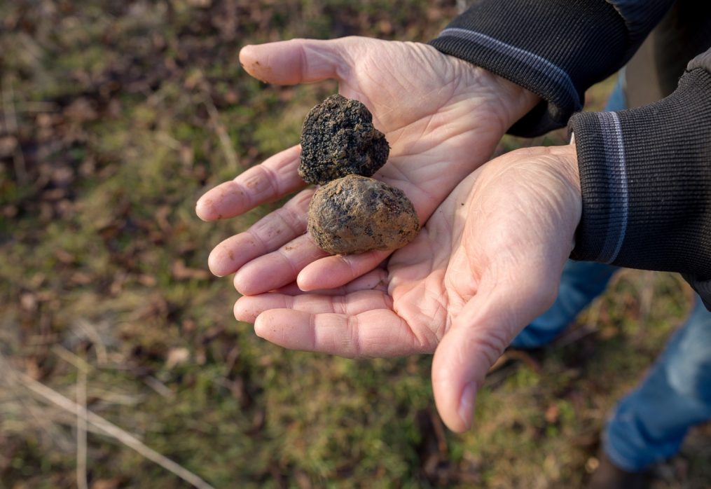 Tartufi, delizie ‘sottoterra’