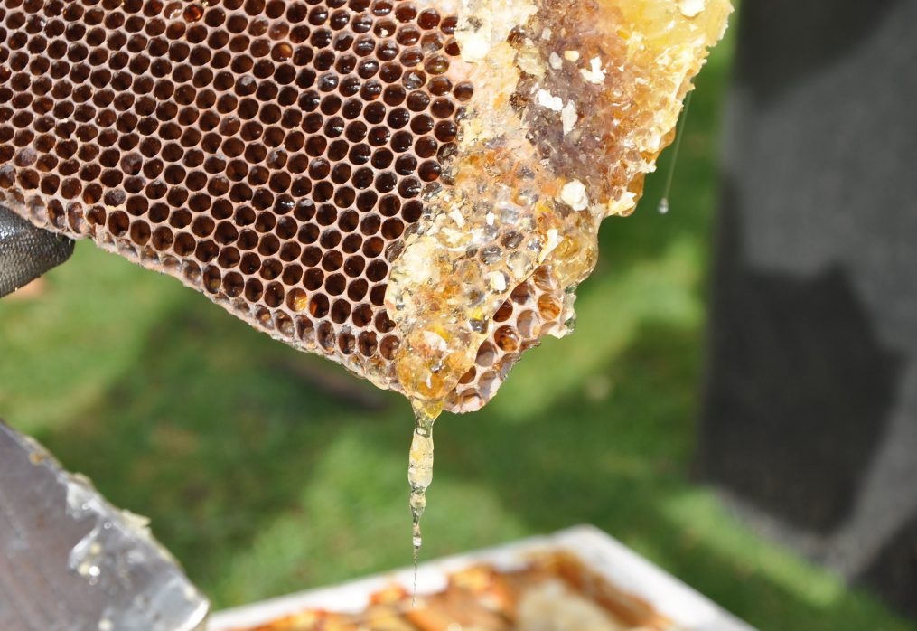 Gli apicoltori di Coltivatori di Emozioni: il miele, le api e il nostro futuro