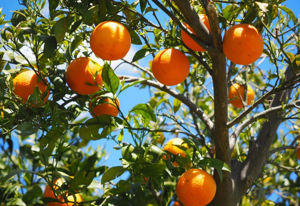 Le arance, quanta energia naturale! Bionde o rosse, sono uno scrigno prezioso per la nostra salute