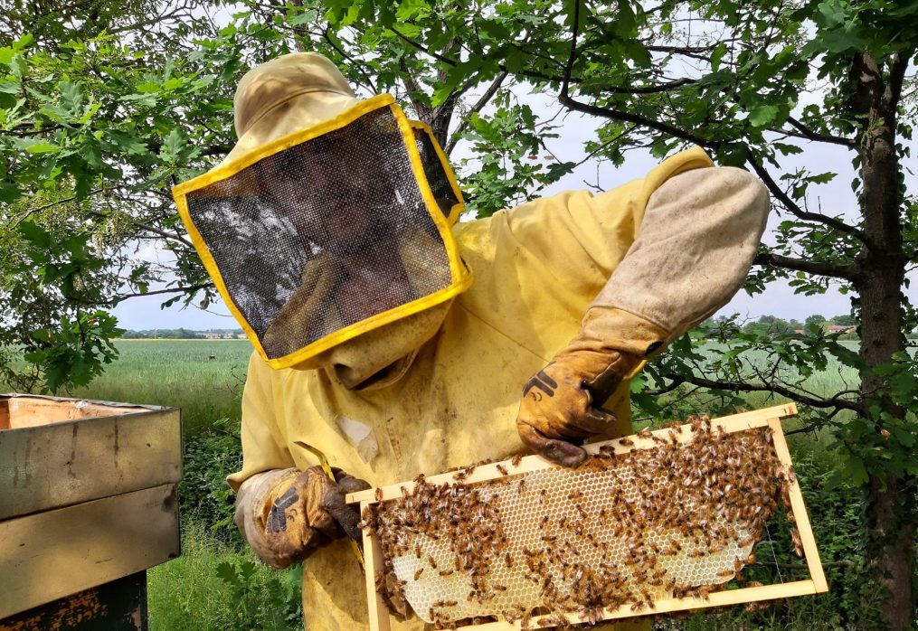 Le api e i loro prodotti