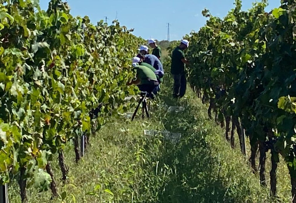 Vendemmia 2022: quali gli effetti di siccità e caro bollette