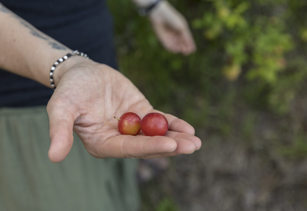 Giornata Mondiale delle Biodiversità 2023: proteggiamo il patrimonio agroalimentare italiano